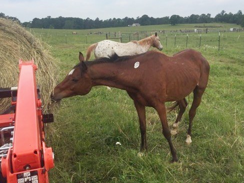 horse shelter