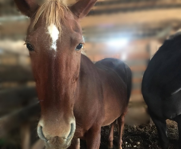 horse rescue