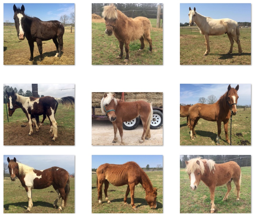 horse rescue