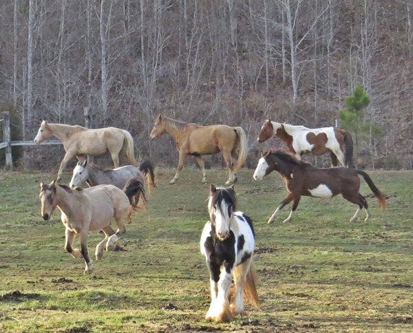 horse shelter