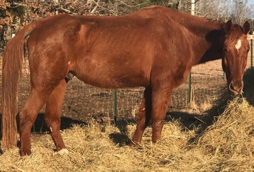 horse rescue