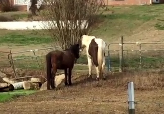 horse trainer