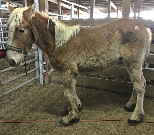 horse rescue