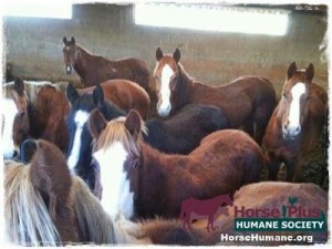 horse shelter