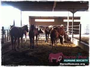 horse shelter