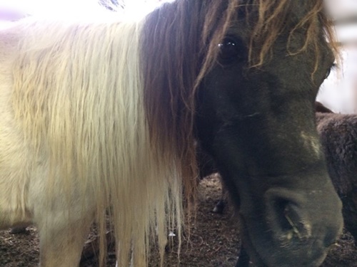 horse auction