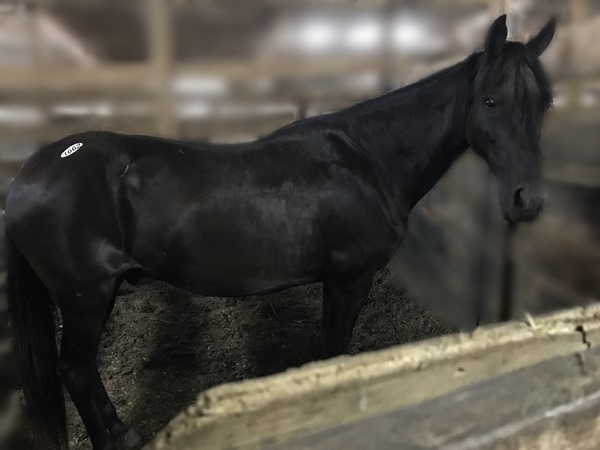horse rescue