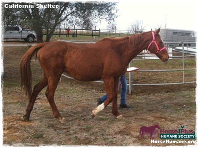 horse shelter