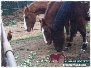 horse shelter