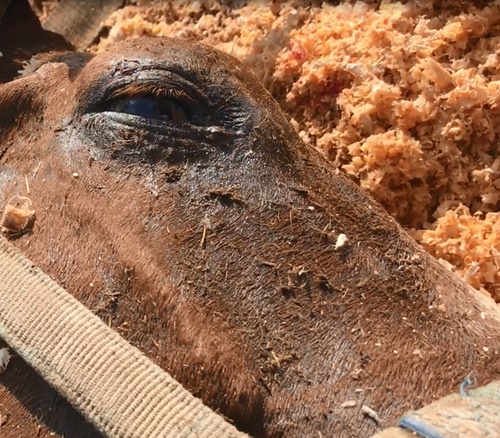 horse rescue
