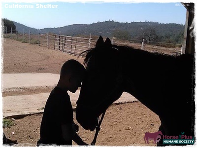 horse shelter