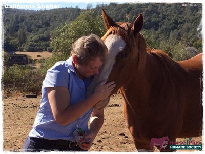 horse adoption