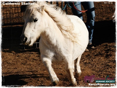 horse shelter