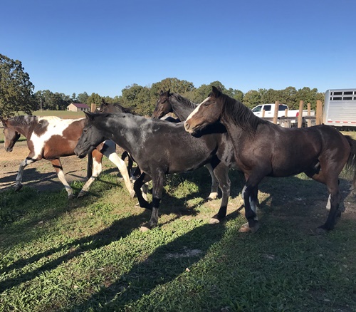 horse shelter