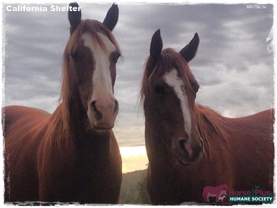 horse adoption