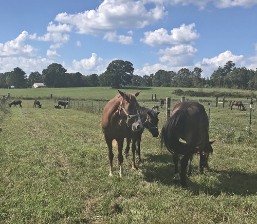 horse adoption