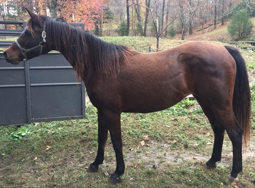 horse shelter