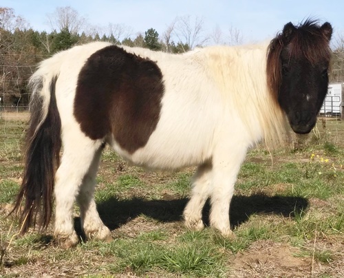 horse rescue