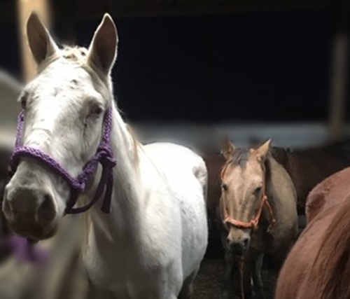 horse auction