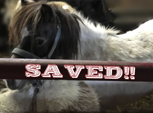 horse rescue