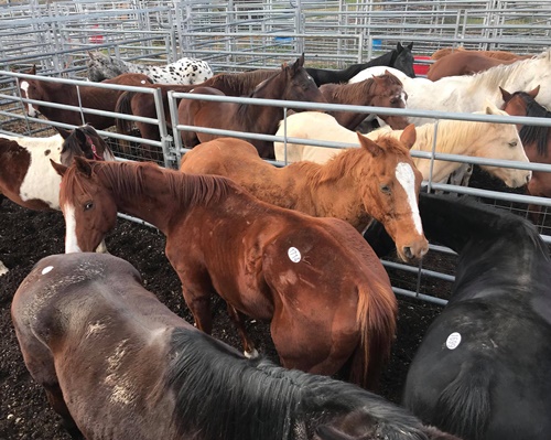 horse shelter