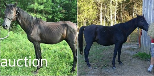 horse adoption