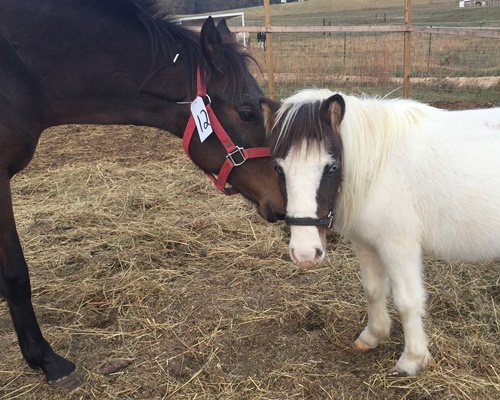 horse rescue