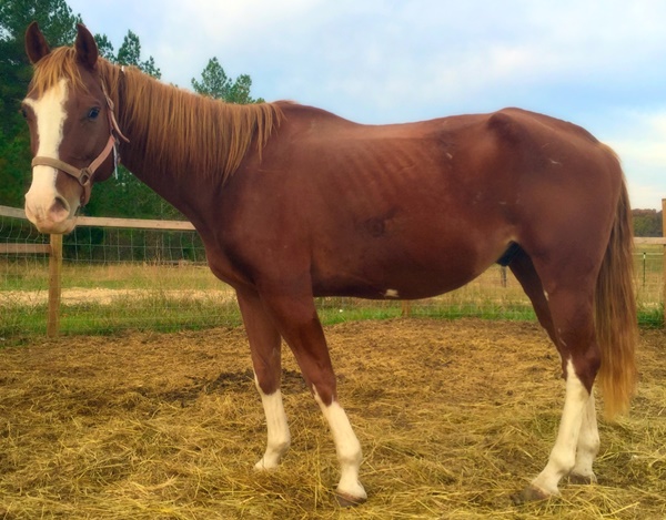 horse rescue