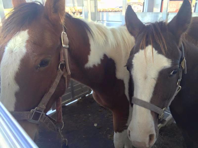 horse shelter