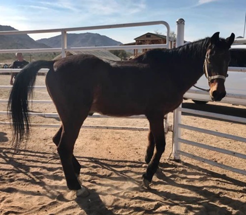 horse shelter