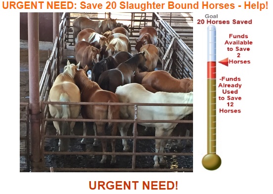horse auction