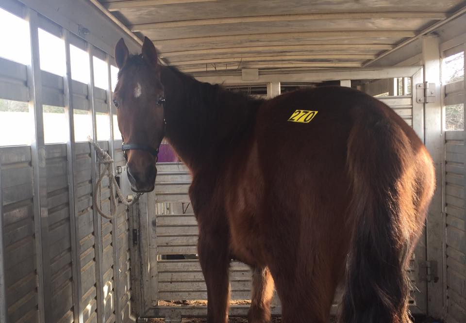 horse rescue