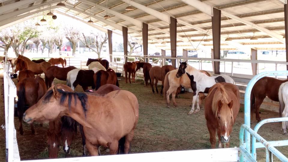 horse shelter