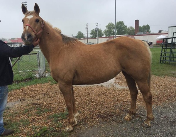 horse shelter