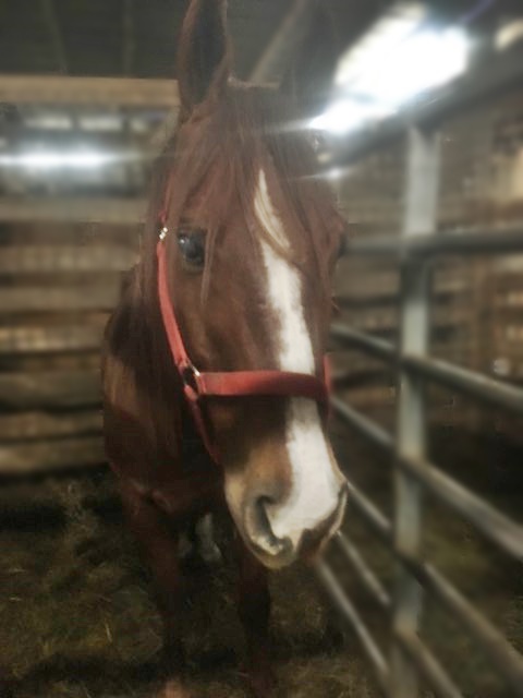 horse rescue