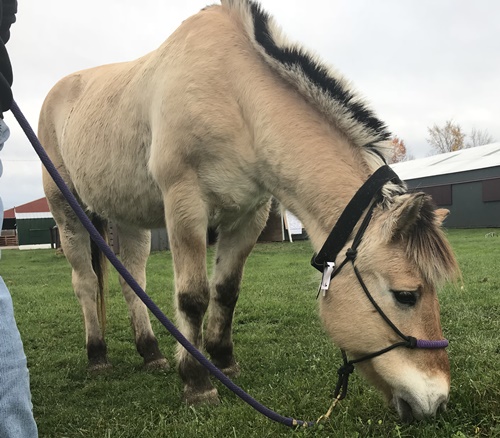 horse shelter