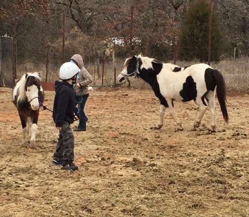 horse shelter