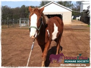 horse shelter