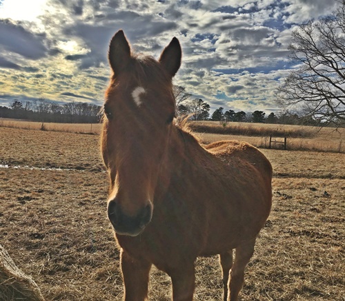 horse shelter