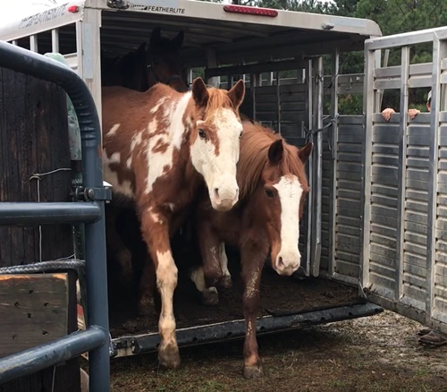 horse rescue