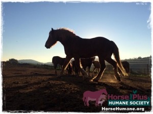 horse rescue