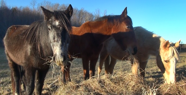 horse rescue