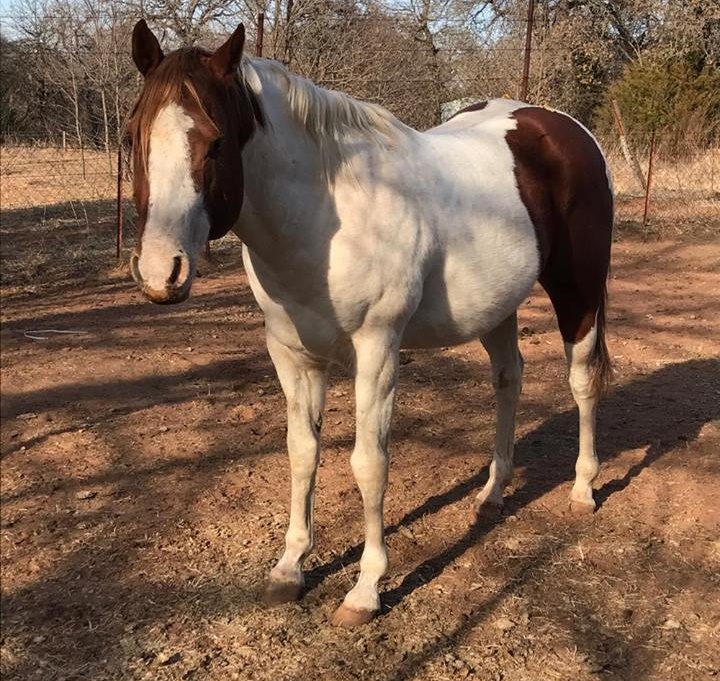 horse rescue