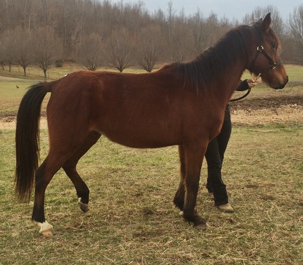 horse rescue