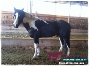 horse rescue