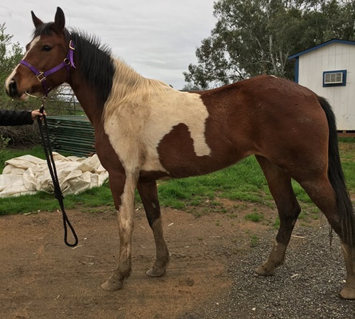 horse shelter