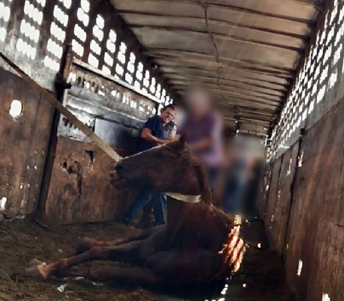 horse death