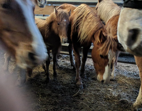 horse auction