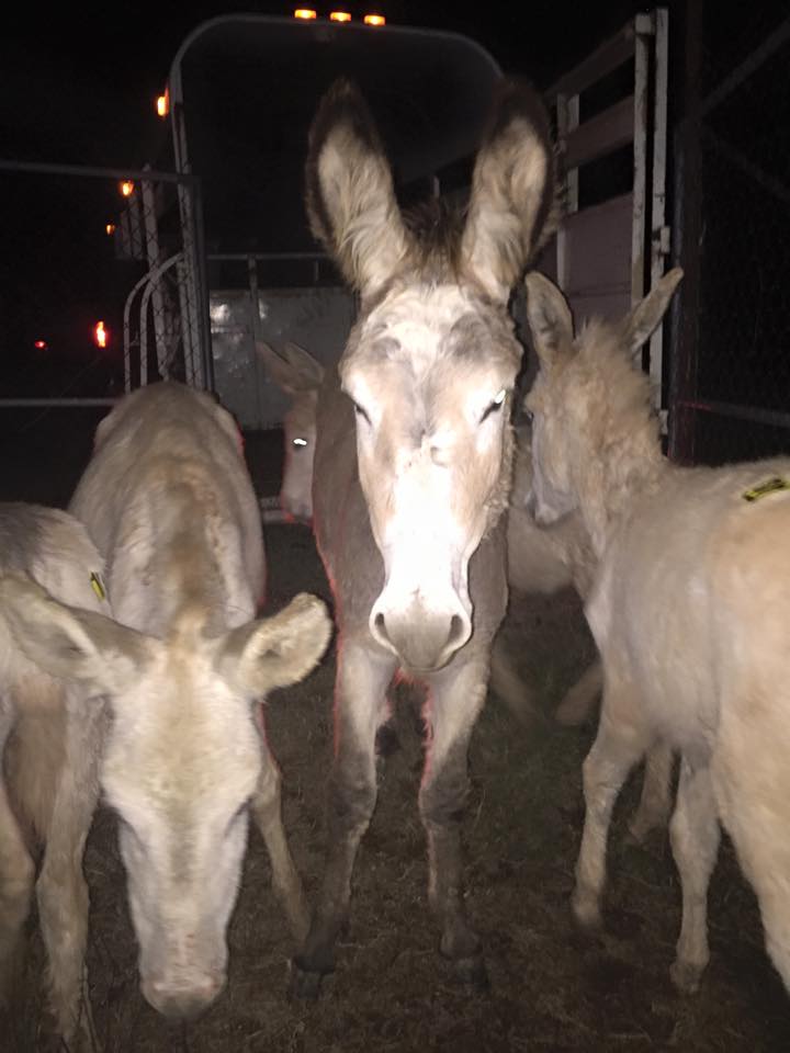 horse rescue