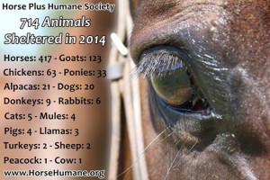 horse rescue